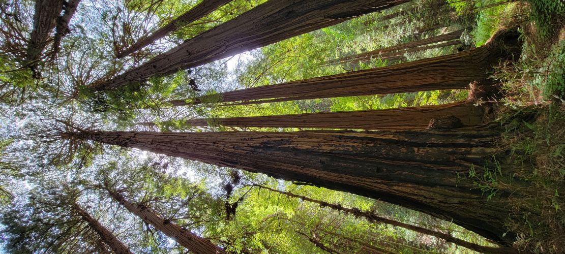 My Philosophy - Sacred Path to Healing